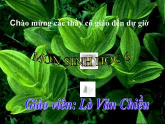 Bài giảng Sinh học 6 - Tiết 23: Quang hợp - Lò Văn Chiều