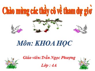 Bài giảng môn Khoa học Lớp 4 - Bài:   Ánh sáng và việc bảo vệ đôi mắt - Trần Ngọc Phượng