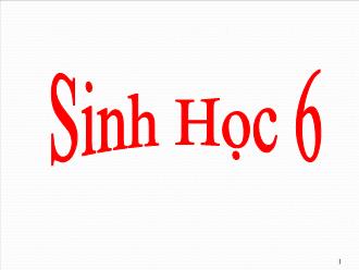 Bài giảng Sinh học 6 - Tiết 61: Nấm