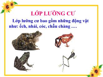 Bài giảng Sinh học 7 - Bài 35: Ếch đồng