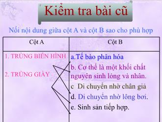 Bài giảng Sinh học 7 - Bài 6: Trùng kiết lị và trùng sốt rét