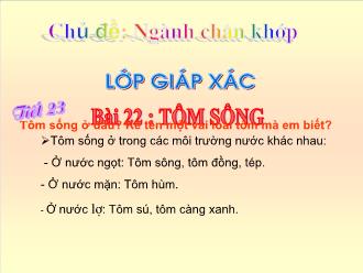 Bài giảng Sinh học 7 - Tiết 23 - Bài 22: Tôm sông