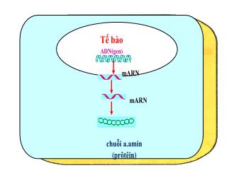 Bài giảng Sinh học 9 - Bài 19: Mối quan hệ giữa gen và tính trạng