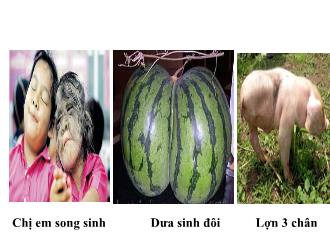 Bài giảng Sinh học 9 - Bài 21: Đột biến gen