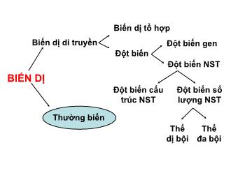 Bài giảng Sinh học 9 - Bài 25: Thường biến