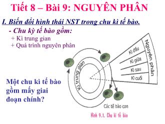 Bài giảng Sinh học 9 - Tiết 8 – Bài 9: Nguyên phân