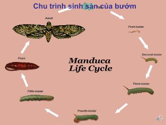 Bài giảng Khoa học 5 - Bài: Sự sinh sản của côn trùng và Ếch